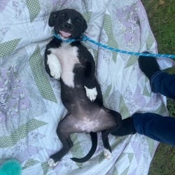 Photo of Dee, adoptable American Pit Bull Terrier Mixed Breed (Medium) in Frederick, Maryland