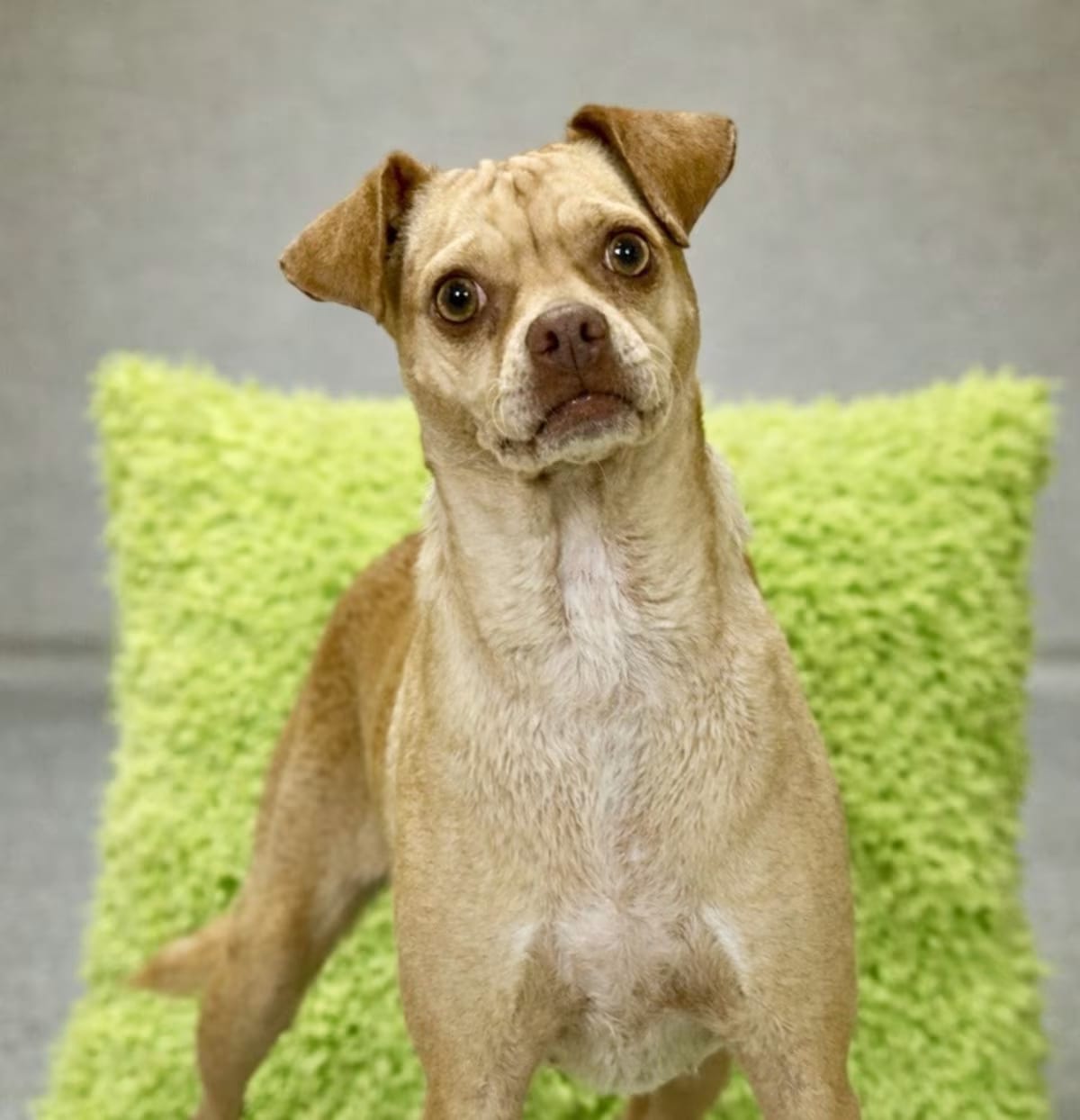 Photo of Lyrica, adoptable Mixed Breed (Small)/Pug in Geneva, Illinois