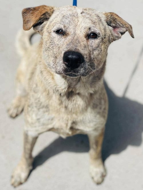 Photo of Harriett, adoptable Cattle Dog in East Derry, New Hampshire