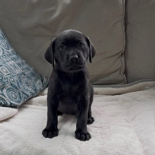 Photo of Princess Pup Aurora, adoptable Labrador Retriever in Chantilly, Virginia