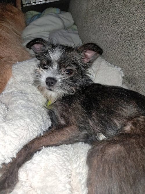 Photo of Stella, adoptable Cairn Terrier in Mukwonago, Wisconsin