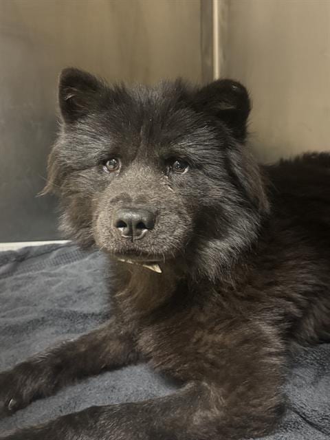 Photo of Nova, adoptable Chow Chow in Riverside, California