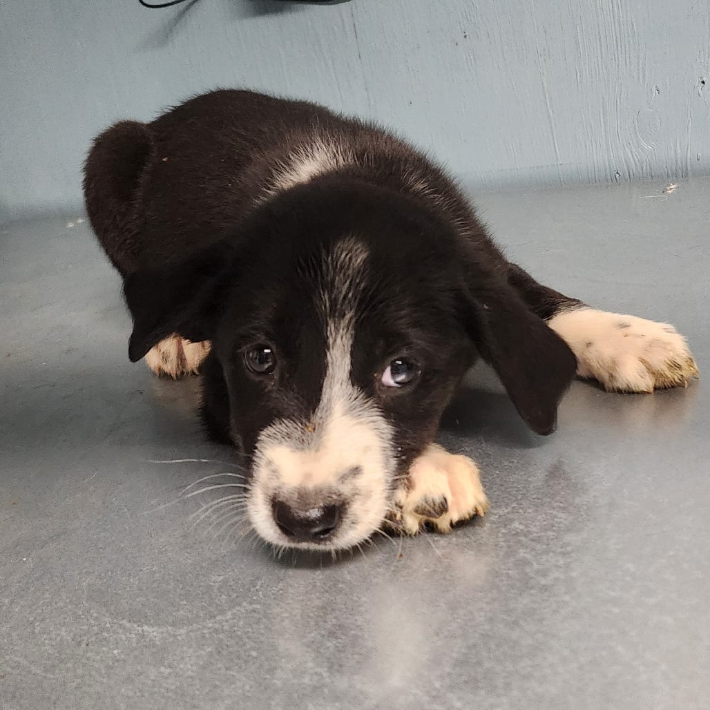 Photo of James, adoptable Mixed Breed (Medium) in Colville, Washington