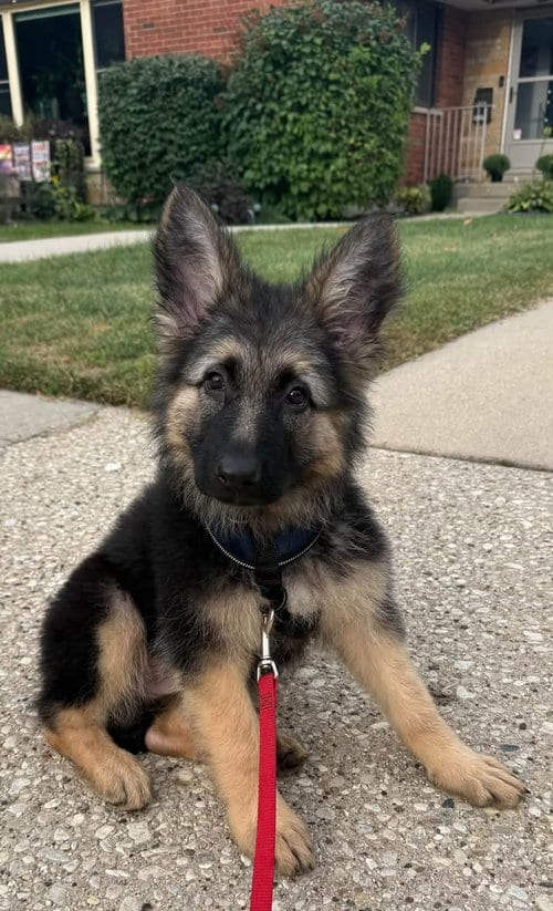 Photo of Sugar S, adoptable German Shepherd Dog in Hillside, Illinois