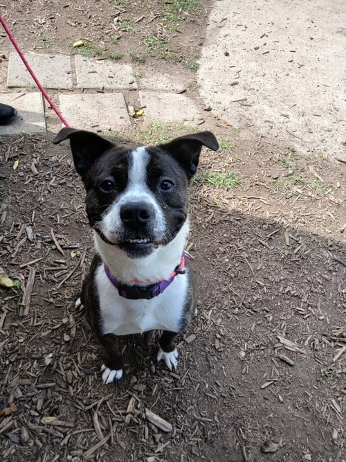 Photo of Royce, adoptable Pug in Martinsburg, West Virginia