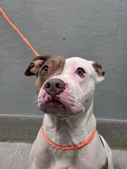 Photo of Bungi, adoptable Pit Bull Terrier in Las Vegas, Nevada