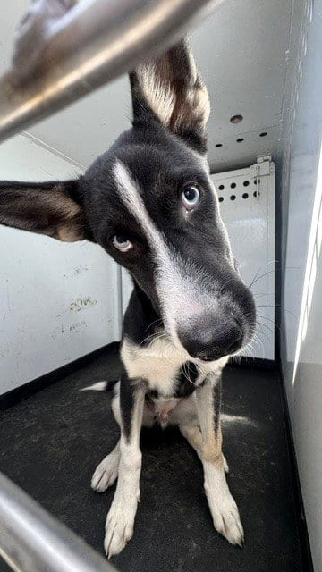 Photo of Blue, adoptable Siberian Husky in Bakersfield, California