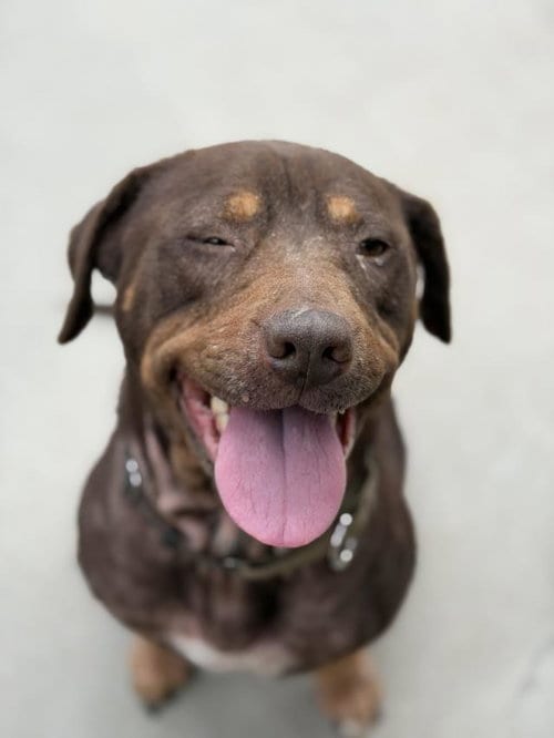 Photo of Gia, adoptable Labrador Retriever in Lompoc, California