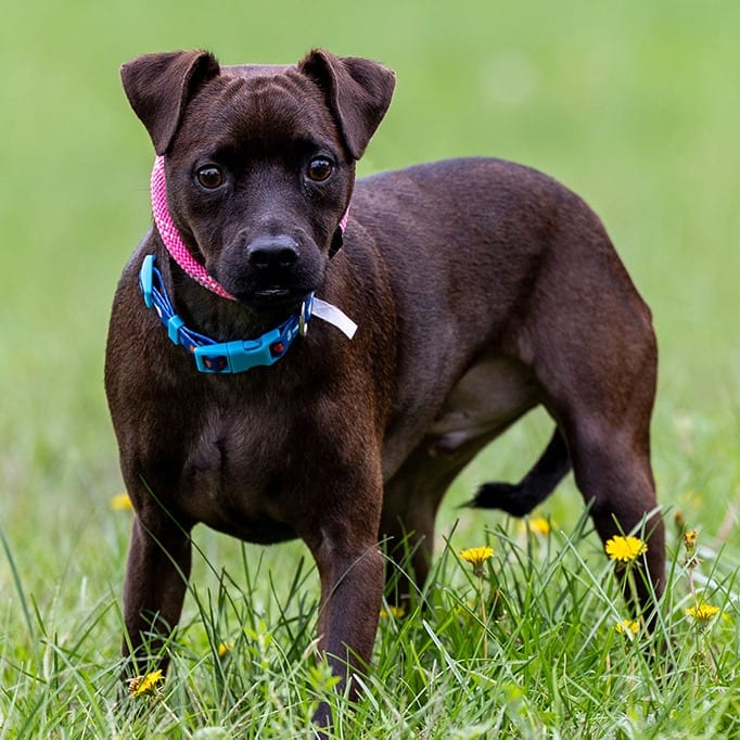 Photo of Buddy, adoptable Chihuahua / Mix in Council Bluffs, Iowa