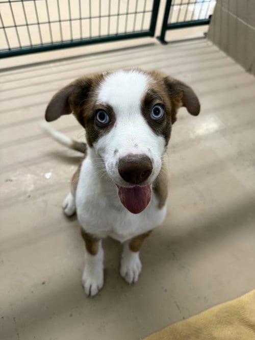 Photo of Triton, adoptable Australian Shepherd in Yreka, California