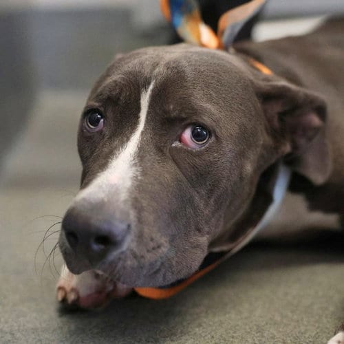 Photo of Bronco, adoptable American Staffordshire Terrier in San Antonio, Texas