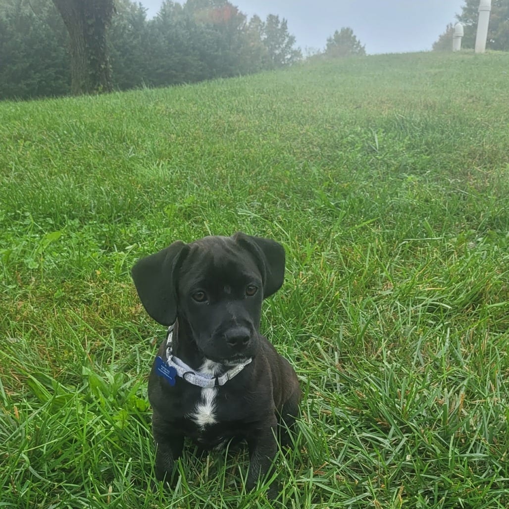 Photo of Bongo, adoptable Retriever, Black Labrador / Terrier in Potomac, Maryland