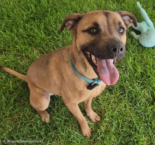 Photo of Tuluv, adoptable Labrador Retriever in Albuquerque, New Mexico