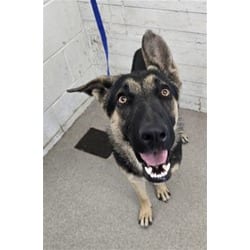 Photo of Frida, adoptable German Shepherd Dog in San Bernardino, California