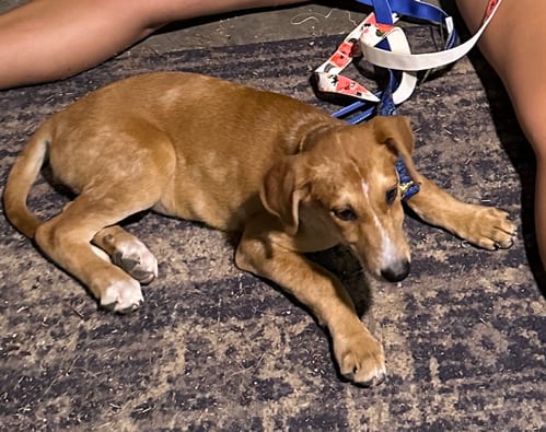 Photo of Piper (P Litter), adoptable Great Pyrenees in Holly Springs, North Carolina