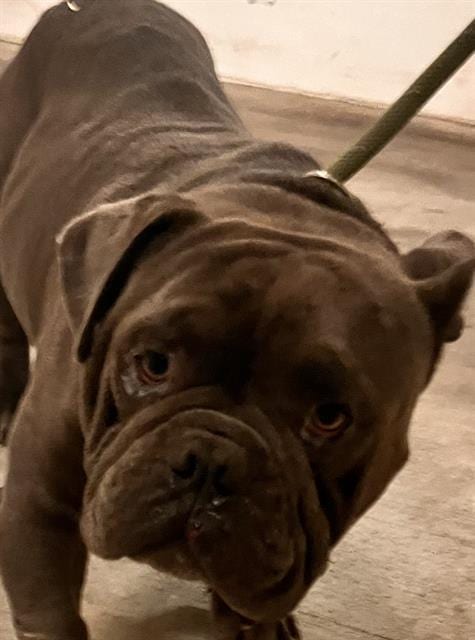 Photo of Rene, adoptable English Bulldog in Miami, Florida