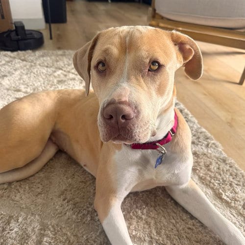 Photo of Sunshine, adoptable Pit Bull Terrier in Long Beach, California