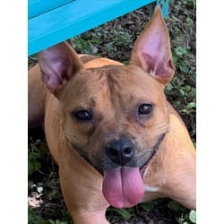 Photo of Sunny, adoptable Black Mouth Cur in Texas City, Texas