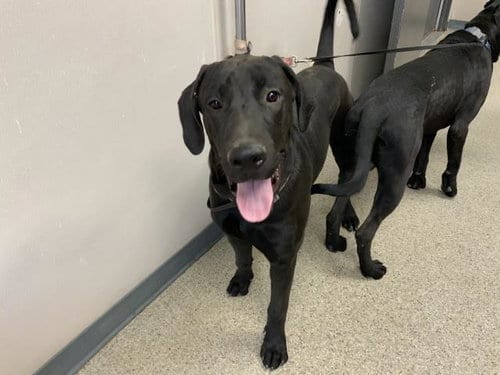 Photo of Tweedle Dee, adoptable Great Dane in Visalia, California