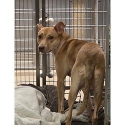 Photo of Cece, adoptable Labrador Retriever in Wantagh, New York