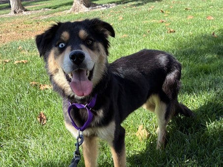 Photo of Carmel, adoptable Siberian Husky in Martinez, California