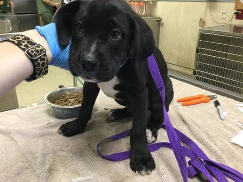 Photo of Rocky, adoptable Boxer in Riverside, California