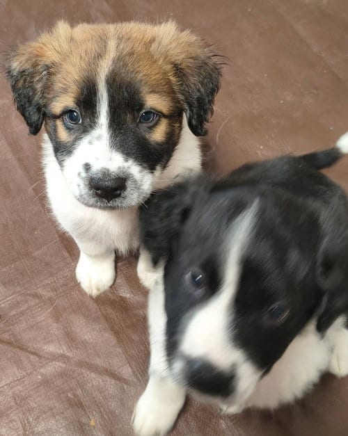 Photo of Candy Bars : Rolo, adoptable Border Collie in Aurora, Indiana