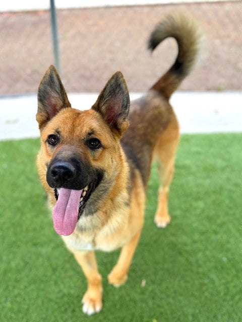 Photo of Yote, adoptable German Shepherd Dog in Agoura, California