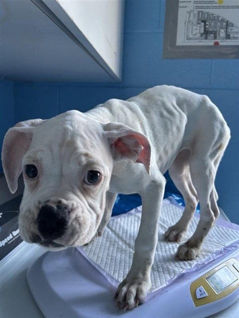 Photo of Biscuit, adoptable Boxer in Sacramento, California