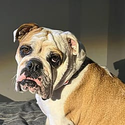 Photo of Dolly, adoptable English Bulldog in Boulder, Colorado