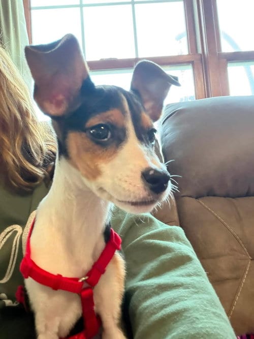 Photo of Lucy, adoptable Beagle in Ashville, Ohio