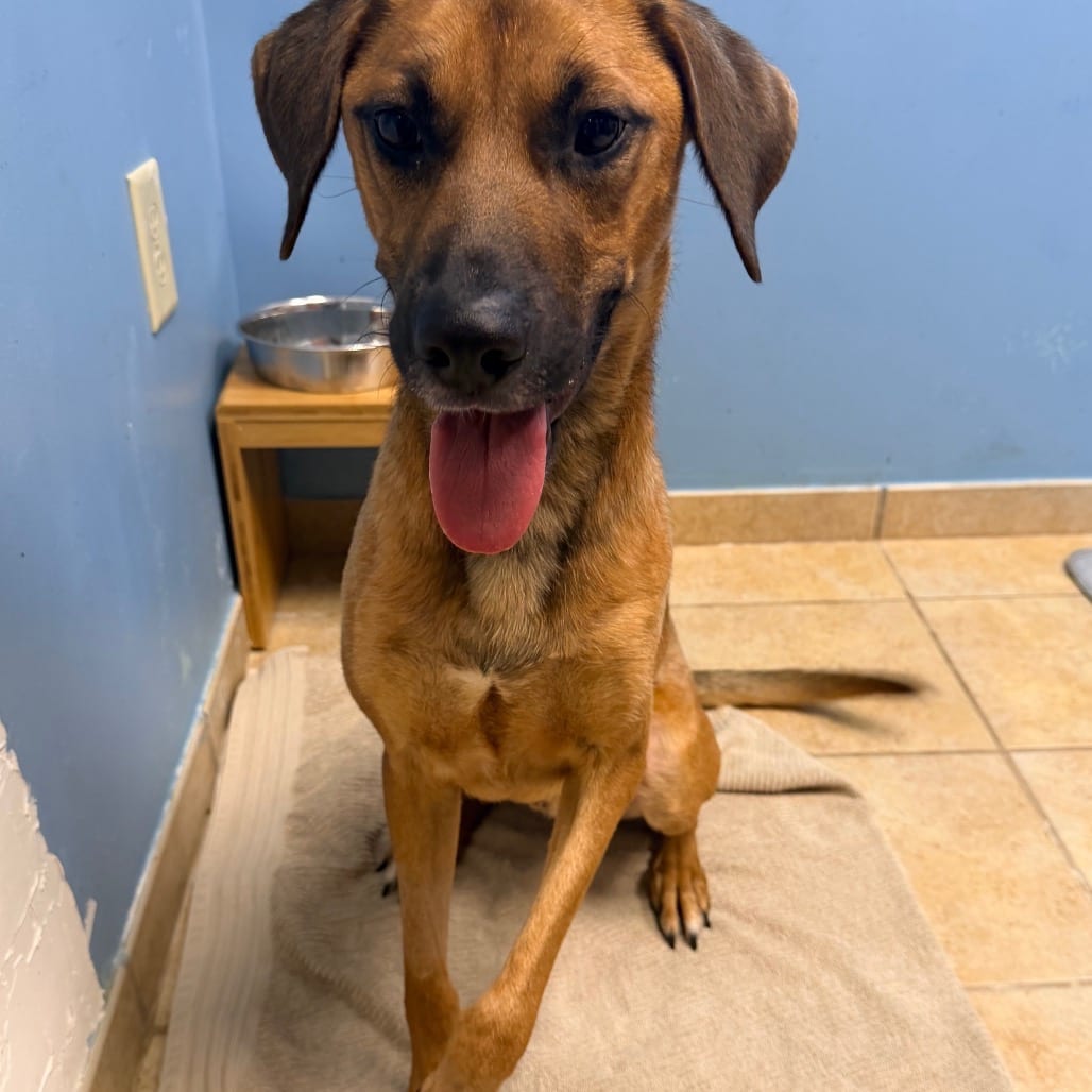 Photo of Pixar, adoptable Hound in Columbus, Georgia
