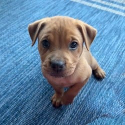 Photo of Butterscotch, adoptable Labrador Retriever Mixed Breed (Medium) in Denver, Colorado