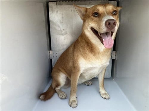 Photo of A662210, adoptable Siberian Husky in Houston, Texas