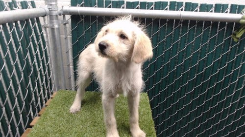 Photo of Kandy, adoptable Terrier in Downey, California
