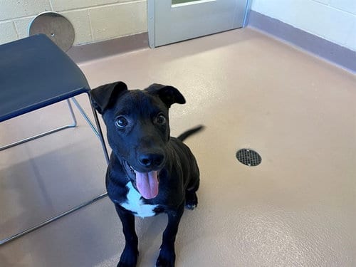 Photo of Freddy, adoptable Labrador Retriever in Plano, Texas