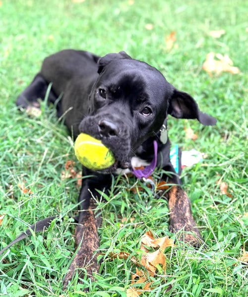 Photo of Peppa, adoptable Cane Corso Mastiff in Rockville, Maryland