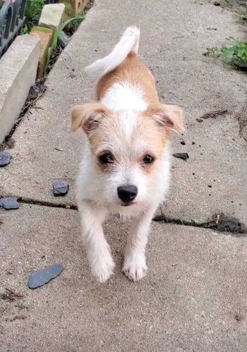 Photo of Tilly, adoptable Terrier in Plainfield, Illinois