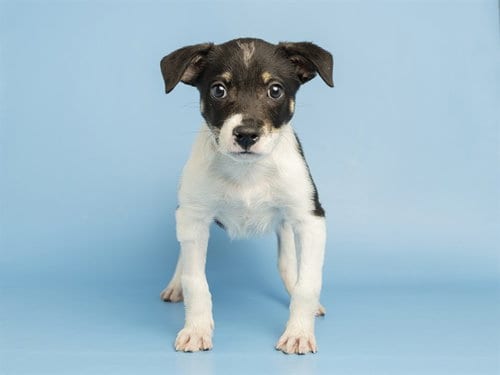 Photo of Dorothy, adoptable American Pit Bull Terrier in Phoenix, Arizona