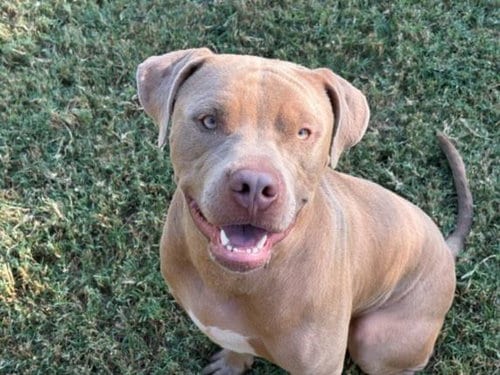 Photo of Jo-Jo, adoptable Pit Bull Terrier in Tulsa, Oklahoma
