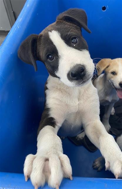 Photo of Nick, adoptable Mixed Breed