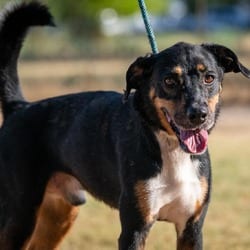 Photo of Fury JuM, adoptable Doberman Pinscher Labrador Retriever in Hartford, Connecticut