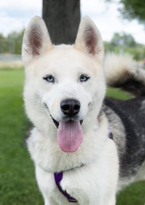 Photo of Adam, adoptable Siberian Husky in Matawan, New Jersey