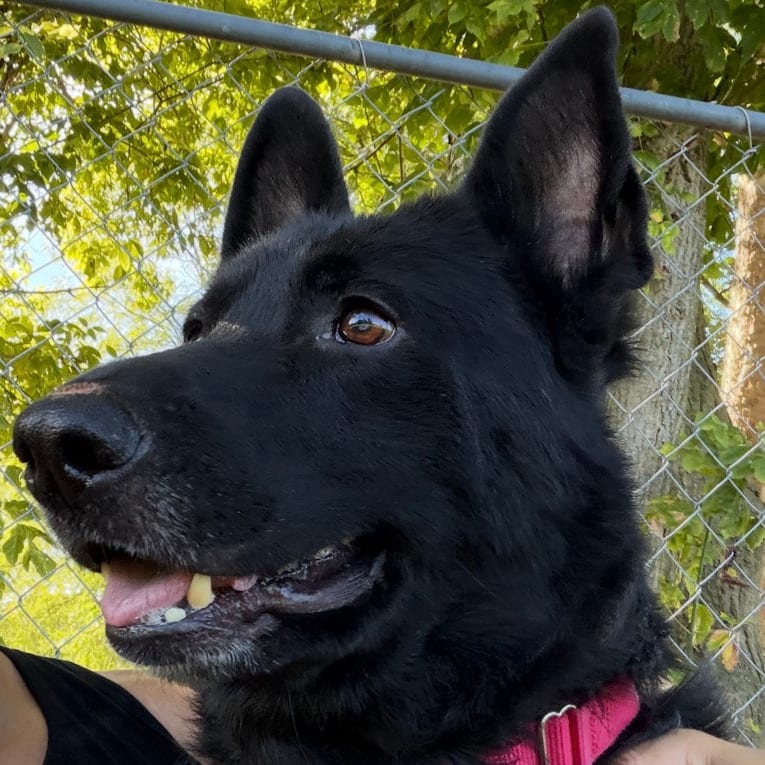 Photo of Hagrid, adoptable Shepherd, German / Mix in Berea, Ohio