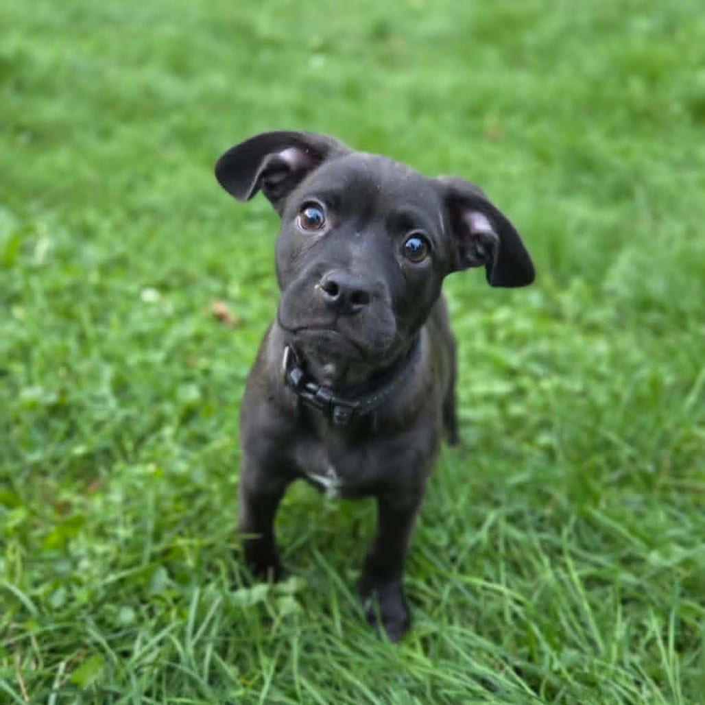 Photo of Knox, adoptable Chihuahua / Mixed Breed (Small) in Alma, Wisconsin