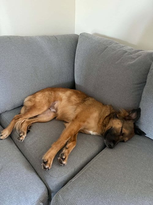Photo of Apollo, adoptable German Shepherd Dog in Springdale, Pennsylvania
