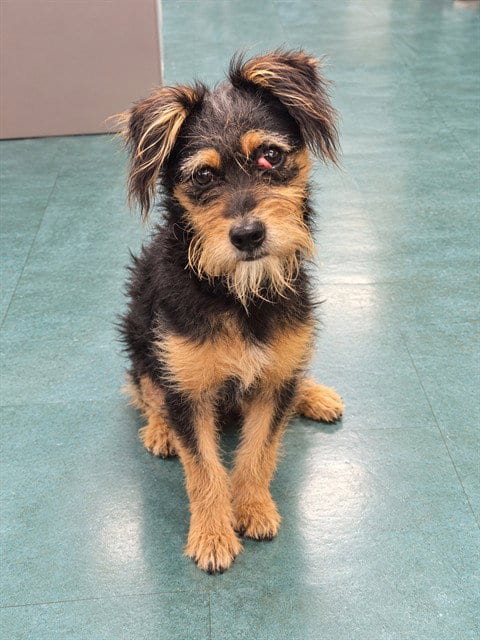 Photo of Greta, adoptable Miniature Schnauzer in Lompoc, California