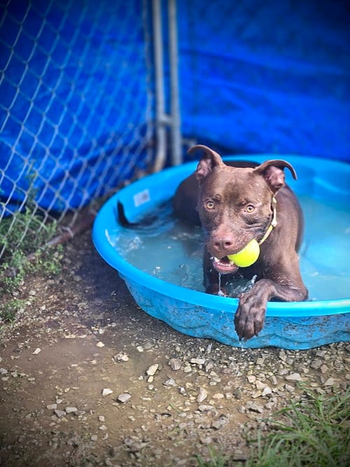 Photo of Lionel, adoptable Unknown breed (short coat) in Crandall, Georgia