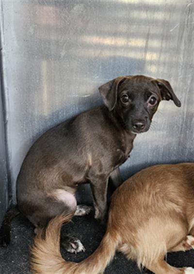 Photo of Wiggles, adoptable Chihuahua in San Antonio, Texas