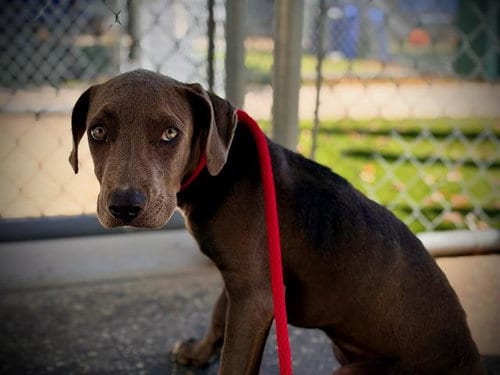 Photo of Purdy, adoptable American Pit Bull Terrier in Orlando, Florida